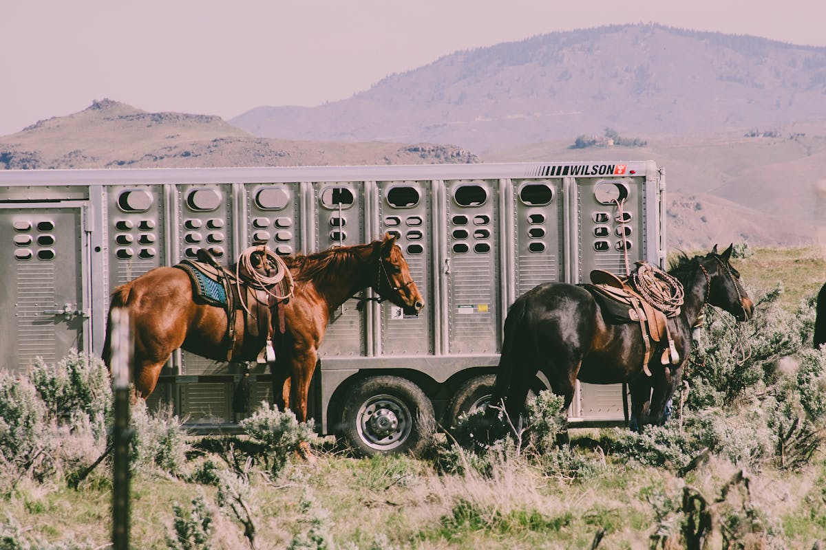 Horsebox